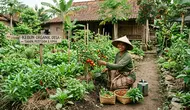 7 Kebun Rumah Konsep Organik di Pekarangan Desa Tanpa Pestisida, Sayuran Segar Tinggal Petik