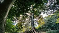 Ilustrasi pohon gayam. (Image by wirestock on Freepik)
