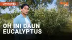 DAUN EUCALYPTUS