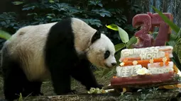 Panda raksasa Jia Jia terlihat di samping kue ulang tahunnya yang terbuat dari es dan sayuran di Hong Kong Ocean Park, China, Selasa, (28/7/2015).  Panda lucu ini merayakan ulang tahunnya ke-37. (REUTERS/Bobby Yip)