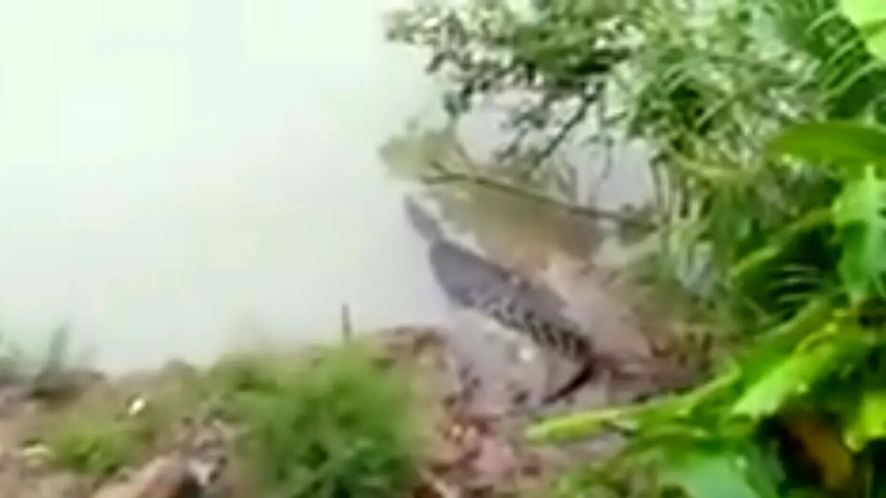 Buaya Raksasa Bersisik Hitam Kedapatan Berjemur di Pinggir Sungai