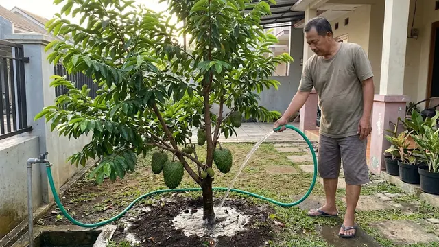 Cara Membuat Pohon Sirsak Pendek tapi Cepat Berbuah, Perawatannya Lebih Praktis