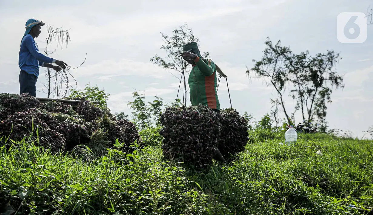 Karena itu banyak petani yang memilih untuk menanam bawang merah Brebes dibandingkan jenis bawang merah lainnya. (Liputan6.com/Faizal Fanani)