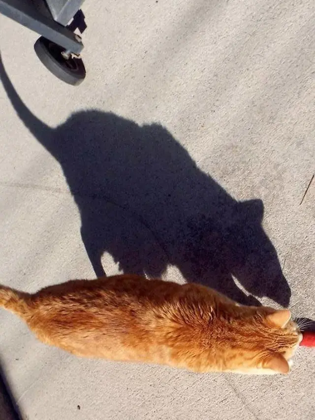 6 Ilusi Optik Kucing Oren Ini Bikin Kamu Lihat Dua Kali, Awas Bingung