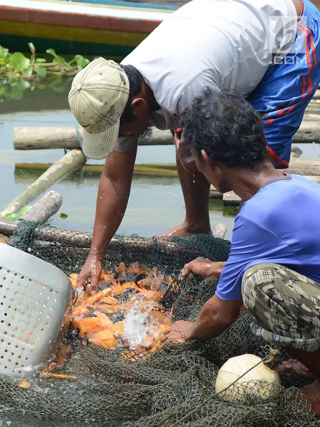 Potret Petani Kerambah Jaring Apung Waduk Jatiluhur