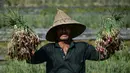 Seorang petani menunjukkan bawang saat panen di sebuah peternakan di Pekan Bada, dekat Banda Aceh (22/1/2020). Petani di daerah itu menyatakan panen bawang saat ini menguntungkan petani karena bersamaan dengan naiknya harga komoditas tersebut. (AFP Photo/Chaideer Mahyuddin)