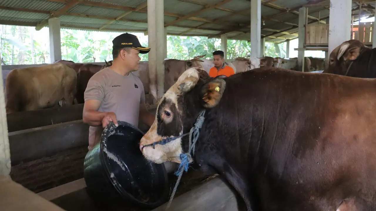 Aiptu Sugino, polisi Polres Pemalang yang jadi peternak sapi dan menyuplai hewan kurban pada Idul Adha. (Foto: Liputan6.com/Humas Polres Pemalang)