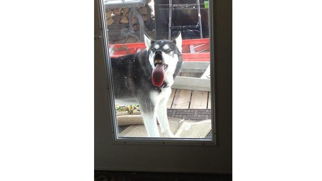 7 Ekspresi Hewan Saat Menjilat Kaca Ini Bikin Senyum Geli