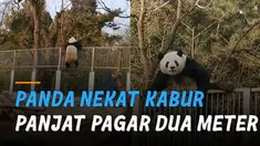 Seekor panda berusia enam tahun itu berhasil berdiri di atas pilar setinggi dua meter.