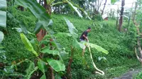 Ular piton albino sepanjang 4 meter ditangkap warga Kampung Baru, Arcawinangun Purwokerto. (Foto: Liputan6.com/Istimewa/Muhamad Ridlo)