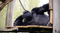 Gorila (unspalsh)