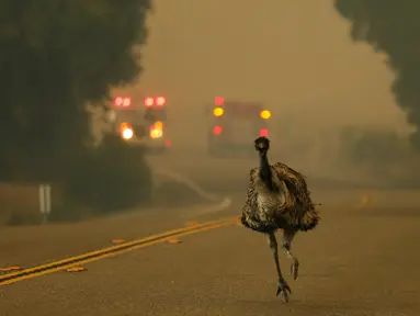 Seekor burung emu dengan luka bakar berlari menyelamatkan diri saat kebakaran melanda di dekat Potrero, California, AS, Senin (20/6). Kebakaran yang terjadi di California disebabkan suhu tinggi dan musim kering yang berkepanjangan. (REUTERS/Mike Blake)