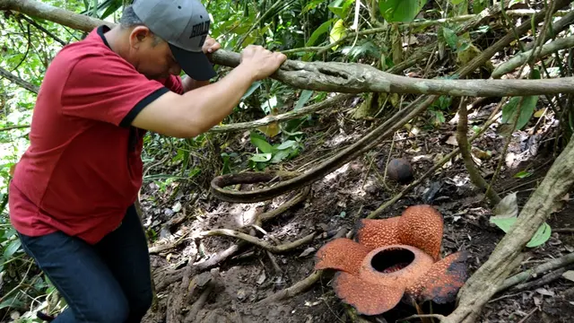 Belasan Rafflesia Langka Segera Bermekaran Di Bengkulu