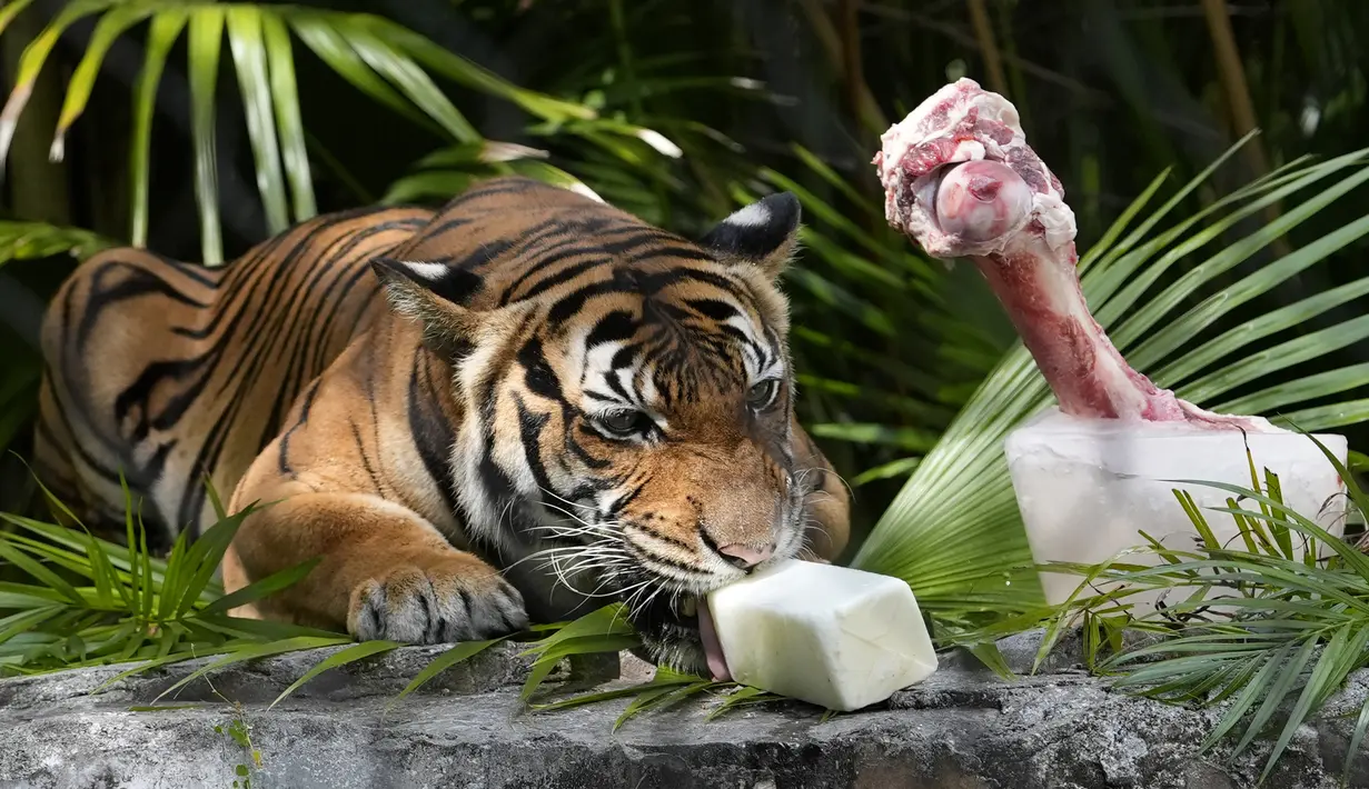 Harimau mendapatkan tulang sapi beku yang dimasukkan ke dalam balok es, bersama dengan susu kambing beku. (AP Photo/Lynne Sladky)