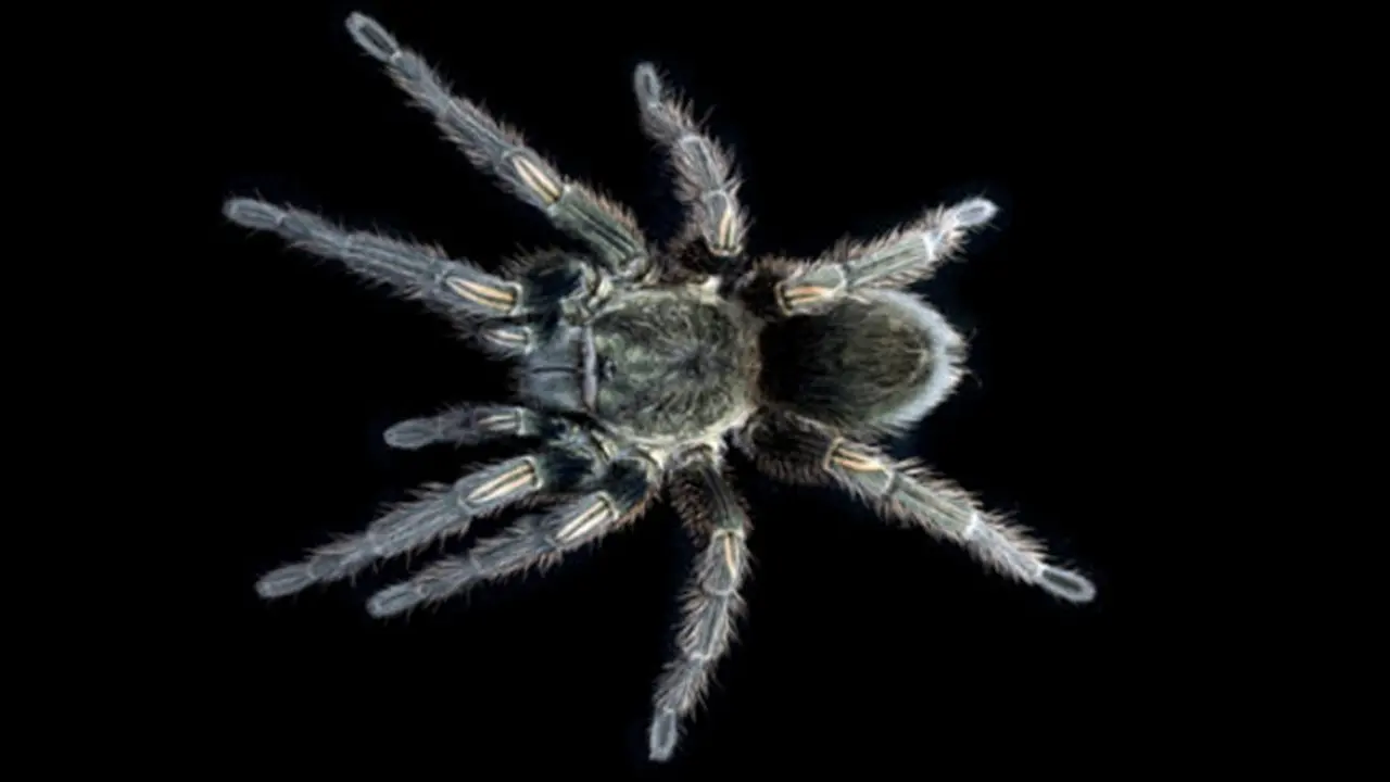 Racun Tarantula Ini Menjadi Obat Penekan Rasa Sakit