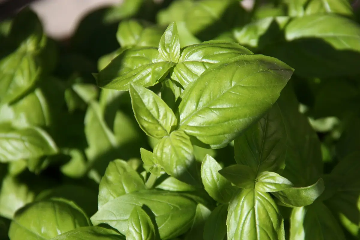 Tanaman Basil