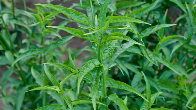 Daun Dandang Gendis/socfindoconservation.co.id