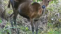 Seekor rusa yang tertangkap kamera trap di kawasan Taman Nasional Lore Lindu. (Foto: BBTNLL)