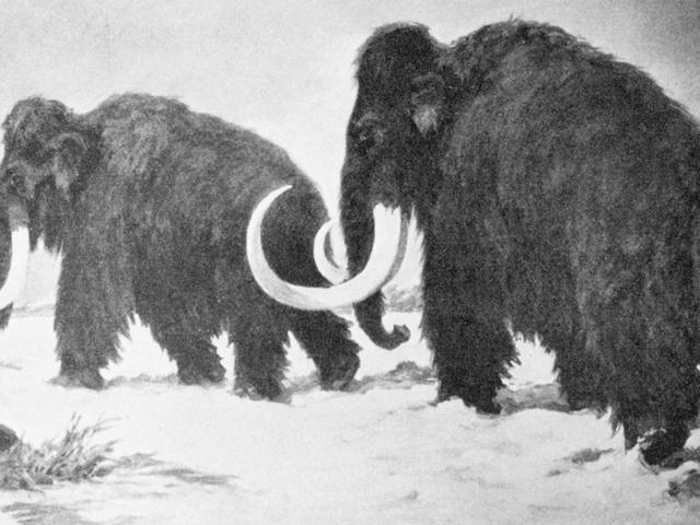 860 Koleksi Gambar Hewan Zaman Es HD Terbaik