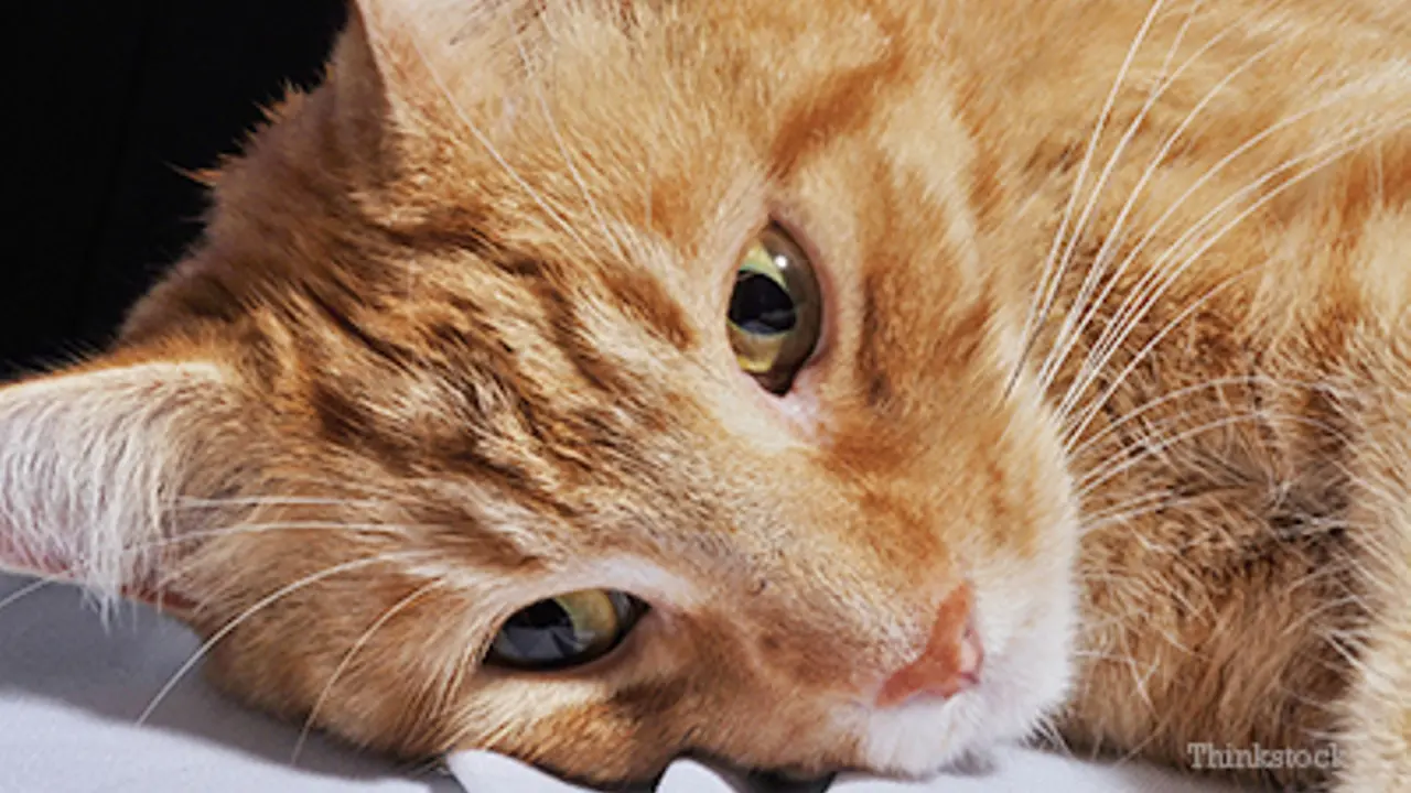 Hendak Tertembak Peluru, Bocah Ini Diselamatkan Seekor Kucing
