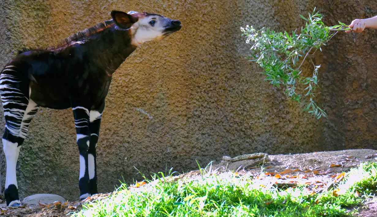 Petugas memberikan makanan kepada bayi okapi di dalam kandang Kebun Binatang Los Angeles, Selasa (23/1). Bayi betina okapi yang diperlihatkan untuk umum tersebut lahir pada 10 November 2017 lalu. (AP Photo/Richard Vogel)