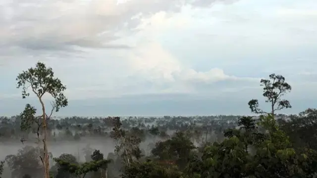 Hutan Harapan