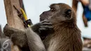 Warga memelihara Monyet ekor panjang (Macaca fascicularis) di kawasan kampung akuarium, Jakarta, Senin (30/1). Monyet kra atau ekor panjang umumnya ditemukan di hutan-hutan pesisir, di dekat perkampungan dan perkebunan. (Liputan6.com/Gempur M. Surya)