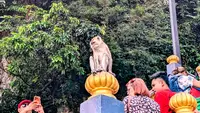 Monkey Malaria Mengancam: 1 Kematian di Malaysia, 30 Kasus di Indonesia