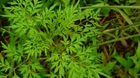 Tips Mengolah Daun Kenikir Supaya Tidak Langu dan Pahit, Lengkap dengan Resepnya