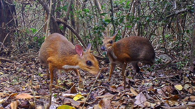 Rusa Tikus Kembali Ditemukan