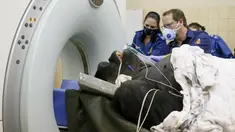 Spesialis dari University of Pretoria's Onderstepoort Veterinary Academy menyiapkan Makokou untuk menjalani CT scan di Veterinary Academy Hospital, Pretoria, Afrika Selatan, Sabtu (6/6/2020). Gorila berumur 35 tahun tersebut menjalani CT scan karena memiliki polip di hidungnya. (Phill Magakoe/AFP)