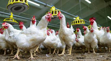 Ilustrasi ayam