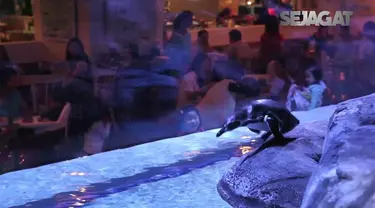 Sebuah restoran di kawasan Jakarta Barat menawarkan pengalaman makan bersama para penguin. Namun, ada pro dan kontra yang menyertainya. 