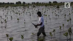 Anggota Kelompok Tani Hutan Rapi Jaya Putra menanam bibit mangrove di Pantai Tiris, Pabean Ilir, Pasekan, Indramayu, Jawa Barat, Senin (7/10/2024). (Liputan6.com/Angga Yuniar)