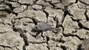 Bangkai Ikan yang mati akibat kekeringan di danau Choursiyavas, Rajasthan , India 2 Juni 2016. Gelombang  panas yang melanda India saat merupakan salah satu yang parah. (REUTERS / Himanshu Sharma)