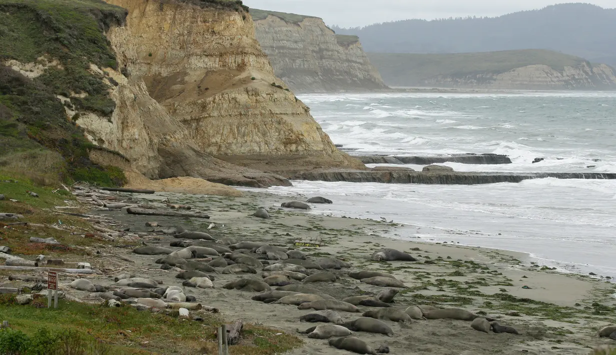 Sekelompok gajah laut dan anak-anak mereka menempati Pantai Drakes di California, Jumat (1/2). Di bibir pantai tersebut, para gajah laut terlihat berbaring di atas perut mereka, tidur-tiduran, dan bermain bersama bayi mereka. (AP/Eric Risberg)