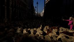 Kawanan domba memasuki Kota Madrid, Spanyol, Minggu (24/10/2021). Para gembala memandu domba melewati jalan-jalan Madrid untuk membela hak penggembalaan dan migrasi kuno yang semakin terancam oleh urban sprawl dan praktik pertanian modern. (AP Photo/Manu Fernandez)