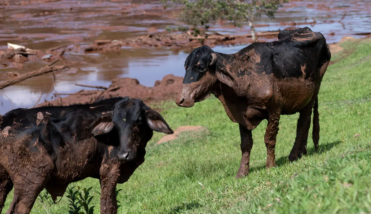 Dua ekor sapi selamat setelah banjir yang dipicu jebolnya bendungan menerjang Brumadinho, Brasil, Jumat (25/1). Ini bukan kali pertama musibah bendungan jebol terjadi di negara bagian yang kaya tambang itu. (Leo Drumond/Nitro via AP)