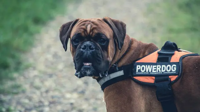 Boxer Dog