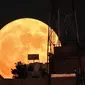 Bulan purnama Sturgeon muncul di atas gedung-gedung di ibu kota Yordania, Amman, pada Kamis (11/8/2022). Bulan Purnama Agustus 2022 akan menjadi fenomena Supermoon terakhir tahun ini. Bulan Purnama Agustus dijuluki "Sturgeon Moon". (YASSER AL-ZAYYAT / AFP)