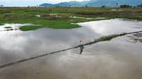 foto dari udara, luapan Danau Poso yang masuk ke lahan pertanian warga di Desa Meko. (Foto: Rai Rarea).