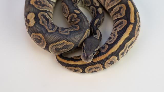 Ilustrasi Ular Piton.