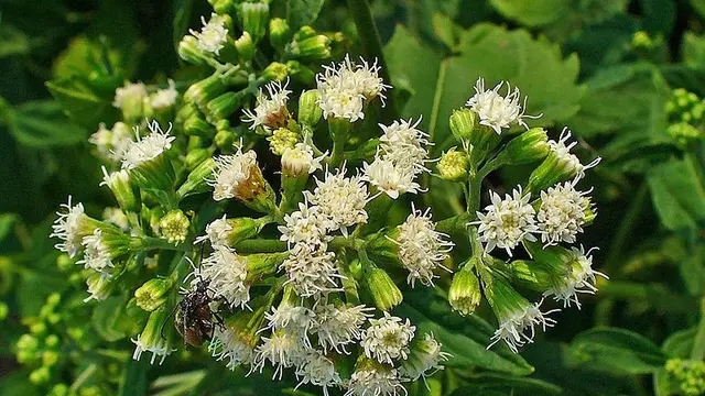 White snakeroot (Ageratina altissima)