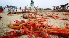 Ribuan kepiting tuna merah terdampar di sepanjang pantai Dana Point, California, Rabu (17/6/2015). Kepiting-kepiting tersebut pada bulan Januari lalu pertama muncul di Newport Beach. (REUTERS/Sandy Huffaker)