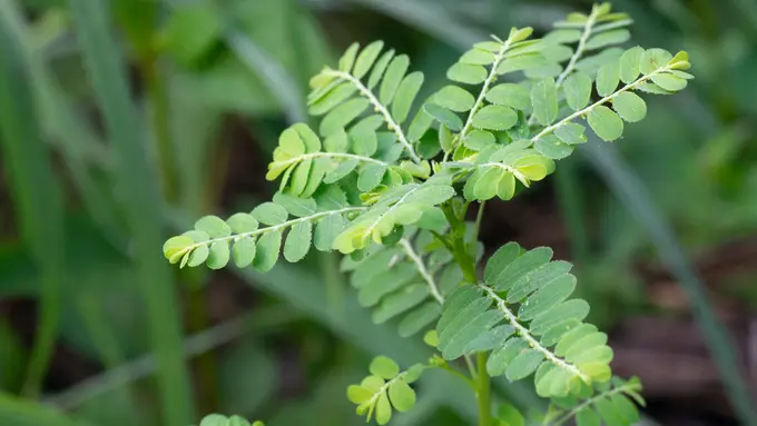 tanaman meniran hijau