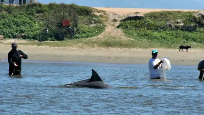 Hebat! Lumba-lumba Jadi 'Partner' Andalan Nelayan Brazil