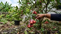 10 Cara Membasmi Kutu Putih pada Tanaman Buah Secara Alami, Ampuh Menekan Hama tanpa Kimia