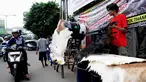 Penjual bedug merapikan dagangannya di Jalan KH Mas Mansyur, Tanah Abang, Jakarta, Minggu (6/7/14). (Liputan6.com/Faizal Fanani)