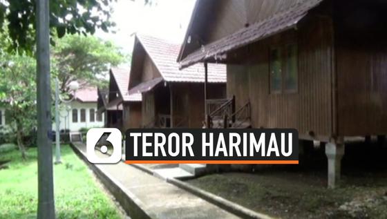 VIDEO: Teror Terkaman Harimau di Pagaralam