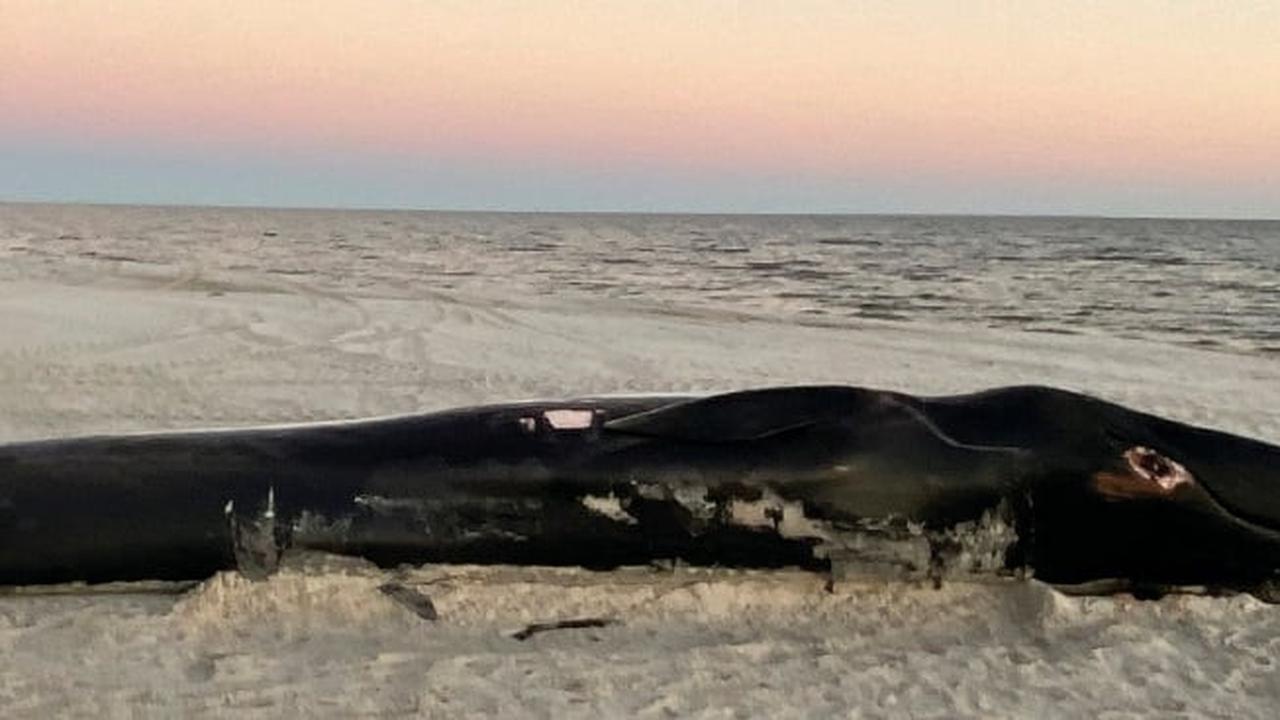Para ilmuwan dibuat bingung dengan penemuan bangkai paus yang terancam punah yang terdampar di pantai Pantai Teluk Mississippi (AP)